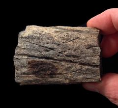 Hell Creek Triceratops frill section for sale | Buried Treasure Fossils