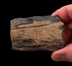 Triceratops brow horn section for sale | Buried Treasure Fossils