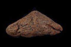 Rare Triceratops upper beak for sale | Buried Treasure Fossils