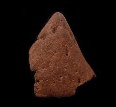Rare Triceratops upper beak for sale | Buried Treasure Fossils