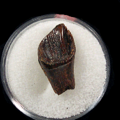 Top quality Leptoceratops tooth | Buried Treasure Fossils