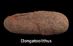 Oviraptor - Elongoolithus Egg from China