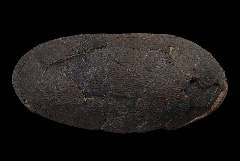 Oviraptor - Elongoolithus Egg