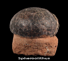 Hadrosaur - Spheroolithus Egg