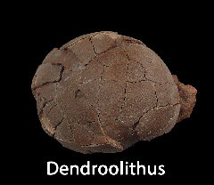 Therizinosaurid - Dendroolithus Egg