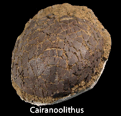 Nodosaur - Cairanoolithus Egg