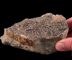 Lambeosaurine Egg with Embryonic Remains