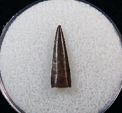 Richardoestesia isosceles tooth for sale | Buried Treasure Fossils