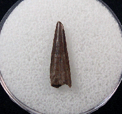 Large Richardoestesia tooth for sale | Buried Treasure Fossils