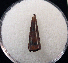 Cretaceous Richardoestesia tooth for sale | Buried Treasure Fossils