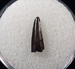 Cheap Richardoestesia tooth for sale | Buried Treasure Fossils