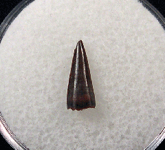 Nice Richardoestesia tooth for sale | Buried Treasure Fossils
