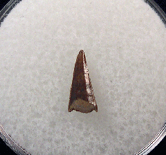Montana Richardoestesia tooth for sale | Buried Treasure Fossils