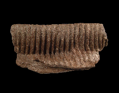 Hadrosaur lower jaw section for sale