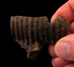 Edmontosaurus lower jaw section for sale | Buried Treasure Fossils