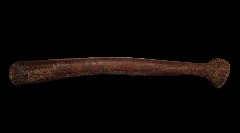 Large Edmontosaurus jaw section for sale | Buried Treasure Fossils