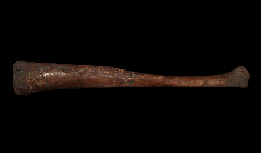 Edmontosaurus annectens fibula bone