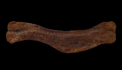 Edmontosaurus humerous - Hell Creek Fm.