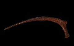 Edmontosaurus rib