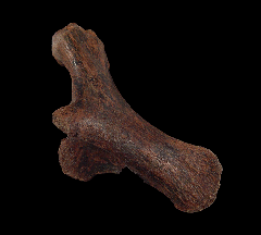Edmontosaurus - Cervical Rib