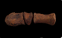 Edmontosaurus manus claw for sale
