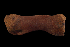 Edmontosaurus toe bone