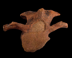 Edmontosaurus vertebra 