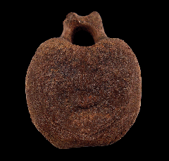 Edmontosaurus tail vertebra for sale
