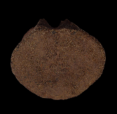 Edmontosaurus tail vertebra for sale