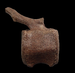 Hadrosaur tail vertebra | Buried Treasure Fossils