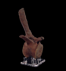 Edmontosaurus tail vertebra | Buried Treasure Fossils
