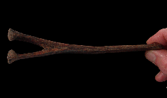 Edmontosaurus chevron