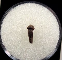 Thescelosaurus rooted tooth for sale | Buried Treasure Fossils