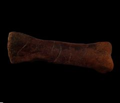 Thescelosaurus metatarsal | Buried Treasure Fossils