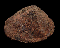 Ankylosaurid osteoderm from Canada | Buried Treasure Fossils