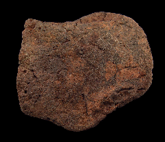Ankylosaurus scute for sale | Buried Treasure Fossils