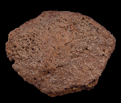 Real Ankylosaurus scute for sale | Buried Treasure Fossils