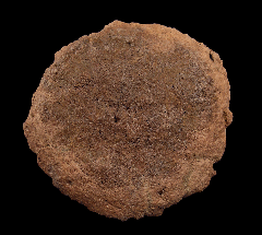 Ankylosaur osteoderm for sale | Buried Treasure Fossils