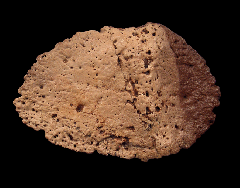 Campanian osteoderm for sale | Buried Treasure Fossils