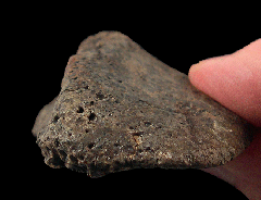 Campanian Ankylosaur scute for sale | Buried Treasure Fossils