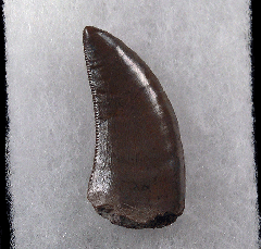 Torvosaurus tooth for sale |Buried Treasure Fossils