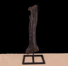 Allosaurus Tibia|Buried Treasure Fossils