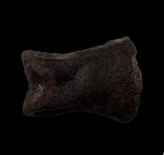 Allosaurus toe bone |Buried Treasure Fossils