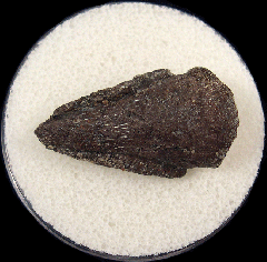 Nanosaurus pes claw