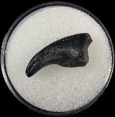 Ornitholestes pes claw