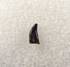 Hell Creek Avisaurus tooth for sale | Buried Treasure Fossils
