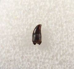 Rare Avisaurus archibaldi tooth for sale | Buried Treasure Fossils