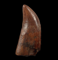 Real Nanotyrannus tooth | Buried Treasure Fossils