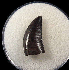 Hell Creek Nano tooth