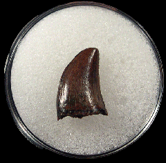 Real Nano tooth for sale